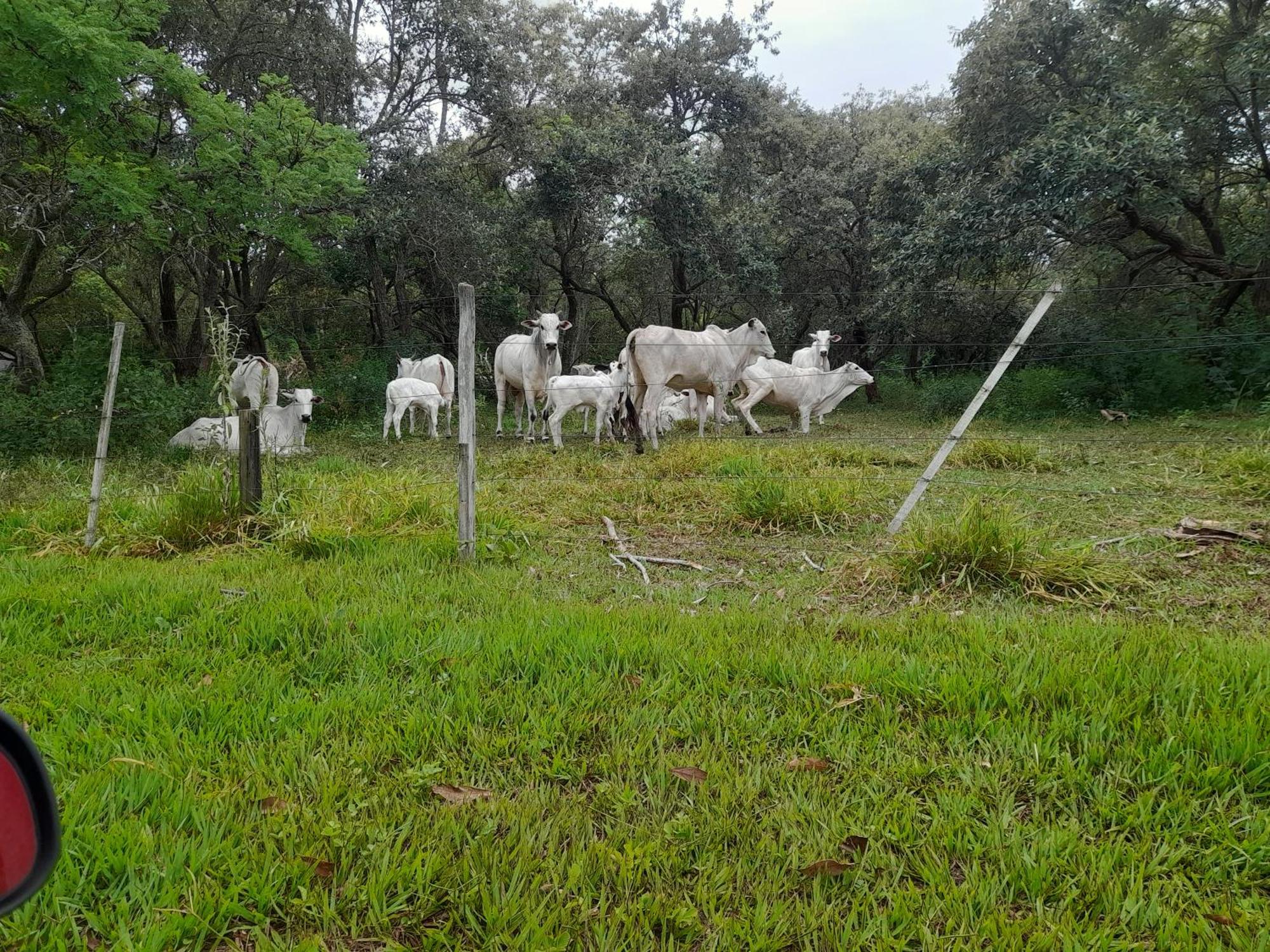 Hotel Fazenda Recanto Do Monte Alegre Piraju Buitenkant foto